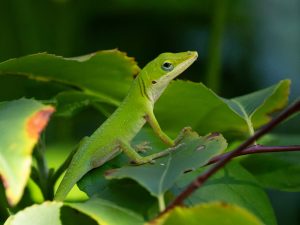 Camouflaged but watchful