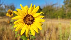 Maximillian Sunflower