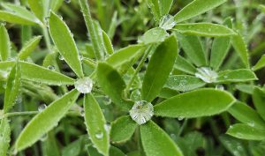 Droplets on Bluebonnets