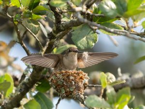 Feathering Her Nest