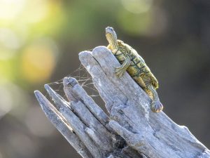 Basking on the River