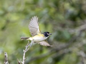 Flying to the Nest