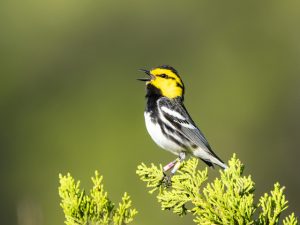 Singing for a Mate