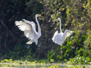 Dancing Egrets