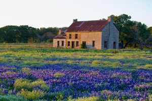 Evening Bluebonnets