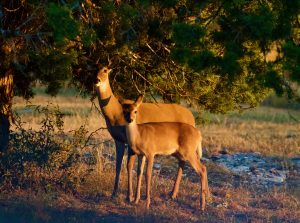 Mother and Fawn