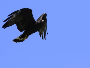 Zone-tailed Hawk