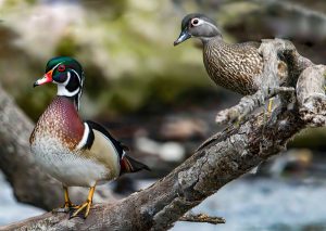Wood Duck Family