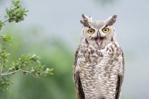 Hooting Owl