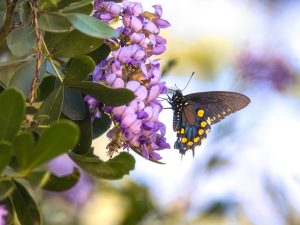 Fragrance of Grape Jelly 