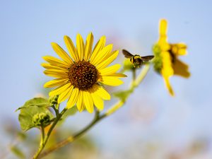 Bee Bright and Beautiful