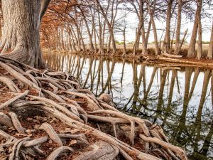 Medina Cypress Reflection