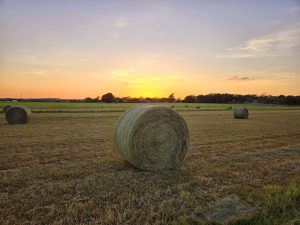 Hay For Days