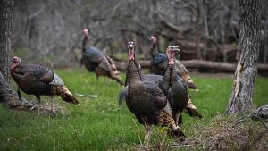 A Posse of Male Turkeys