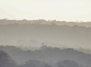 Foggy morning