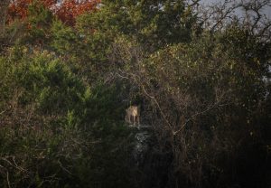 Coyote on the Hill