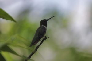 Tiny but Mighty