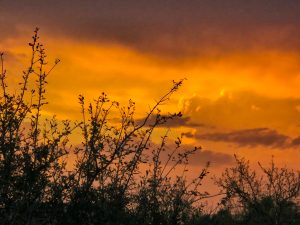 Austin Orange
