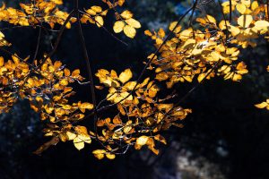 Autumn Glow
