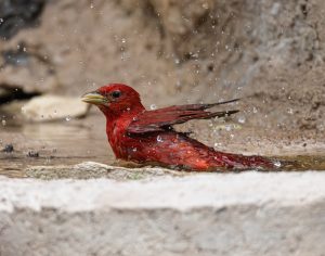 Bath Time