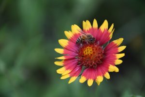 The Bee and the Blanket
