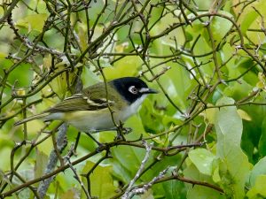 Black-capped Vireo Hiding