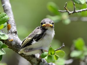 Black-Capped Vireo Fledgling