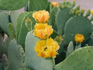Blooming Prickly Pear Cactus