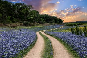 Blue Bonnet Country