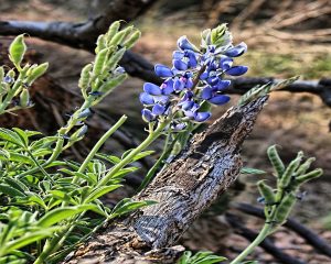 Bluebonnet Branch