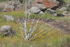 Burnet granite