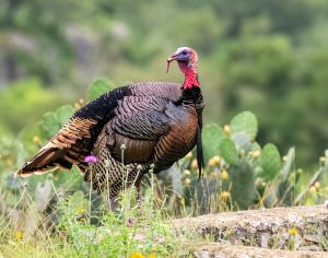 Spring Gobbler