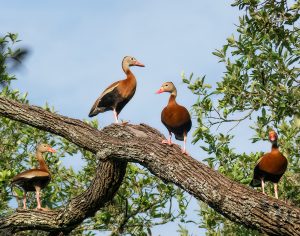 Tree Ducks