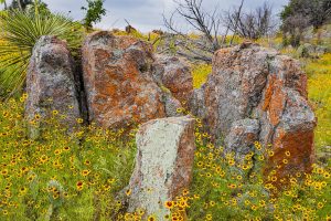 Coreopsis Colony Around Colorful Rocks