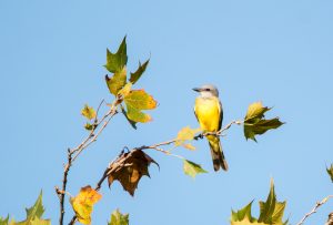 Couch\'s Kingbird