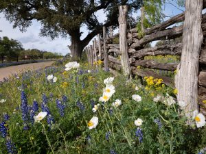 Springtime at Willow City