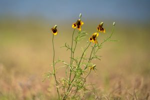 Wild Beauty in Bloom
