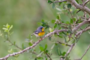 Parula-la!