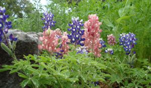 Pink and Blue Bonnets