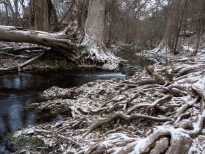 Veins of the Creek Beds