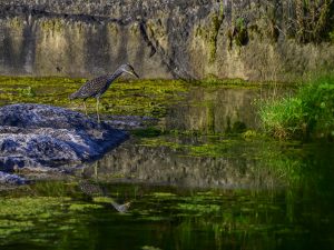 night heron in morning light