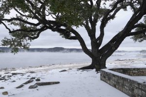 Lone Oak