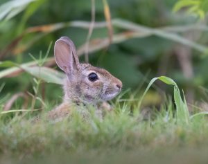 Young Bunny