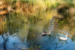 Ducks in Guadalupe
