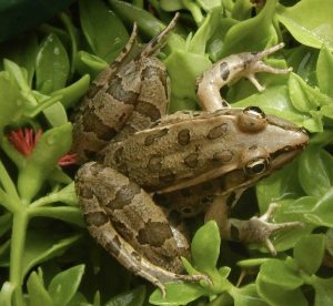 Rio Grande Leopard Frog