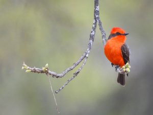 Vermillion Flycatcher