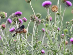 Orchard Oriole in the Thistles