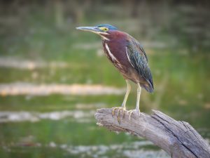 Green Heron