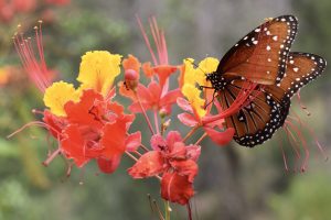 Pride & Pollinator