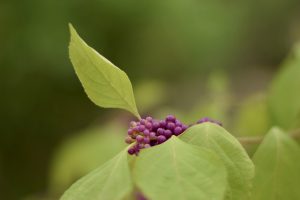 Beautyberry